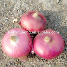 2014 chinese factory outlet fresh onions 5-7cm, 6-8cm, 8cm up